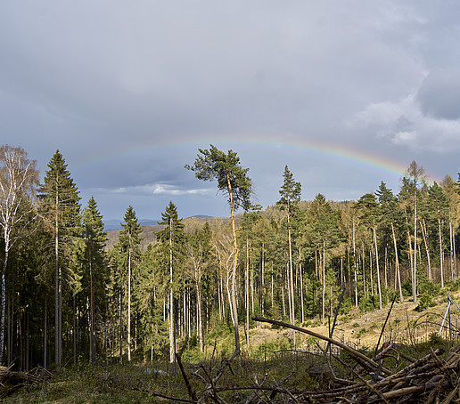 Ein Regenbogen über den Baumkronen, im Vordergrund die Waldlichtung.