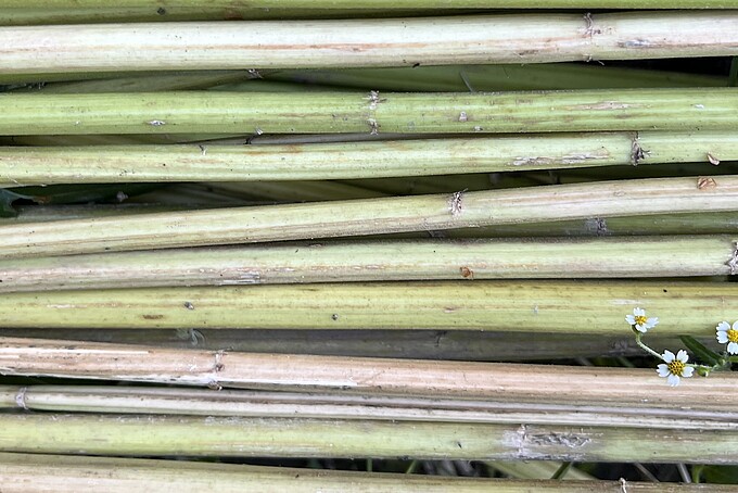 Getrocknete Hanfstängel als Rohstoff für die Gewinnung von Naturfasern