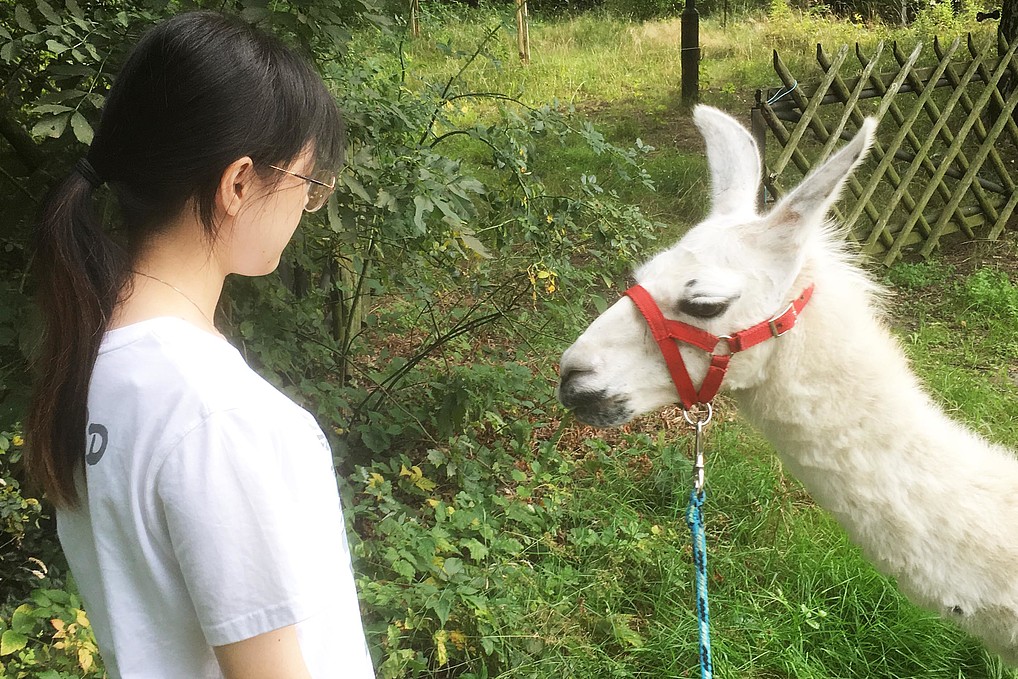 Studentin schaut einem weißem Lama in die Augen. 