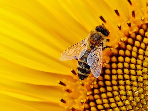 A bee collects nectar from a yellow flower.