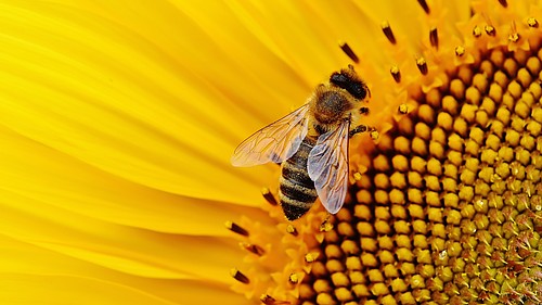 Eine Biene holt sich Nektar von einer gelben Blüte.