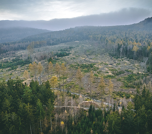 Karge Waldlandschaft