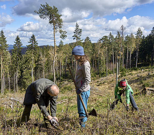 Studierende beim Einpflanzen der Bäume auf der Waldlichtung.