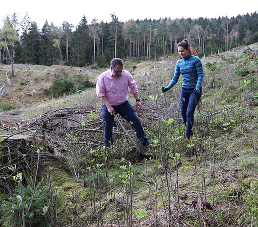 Der Rektor und eine Studentin pflanzen einen Baum auf der Waldlichtung ein.