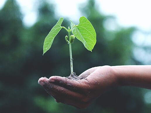 A young plant grows on an outstretched hand.
