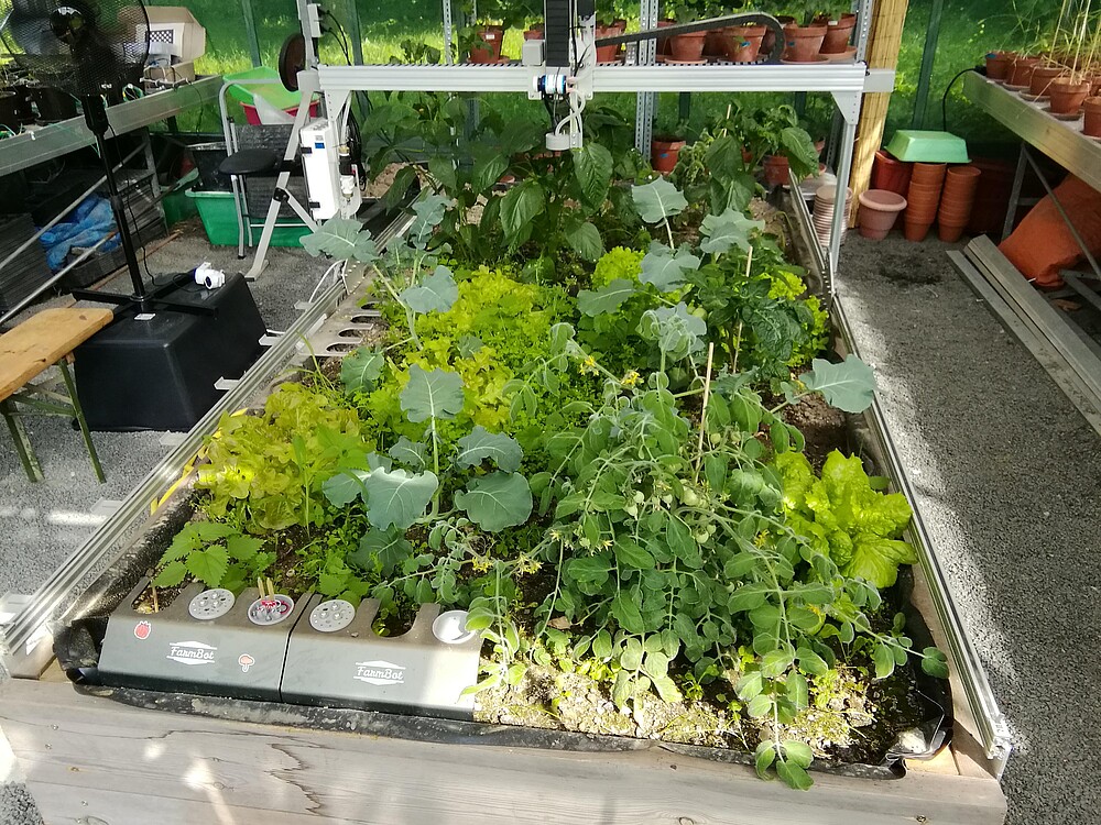 A robot is used to cultivate vegetables such as tomatoes and lettuce automatically. The manipulator moves along a rail system. The bed is located in a greenhouse.