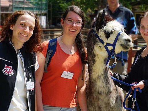 Zwei Studentinnen stehen mit einer Zoopädagogin im Alpakagehege im Tierpark Görlitz und streicheln ein Alpaka namens Shrek.