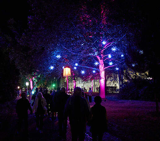 Herrnhut stars illuminate a tree on the city ring road.