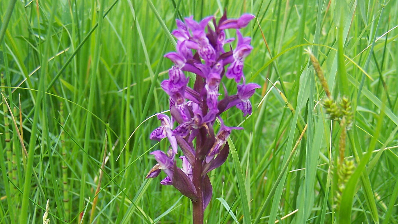 Spotted orchid (Dactylorhiza majalis) in the Zittau Mountains
