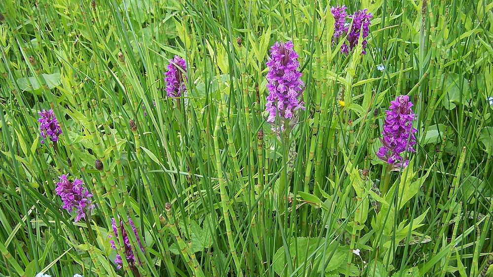 Orchid meadow in the Zittau Mountains