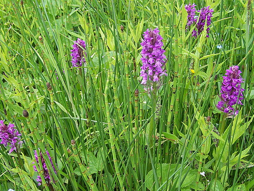 Orchideenwiese im Zittauer Gebirge