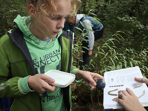 Bestimmung im Grundbach gefunder Kleinstlebewesen 