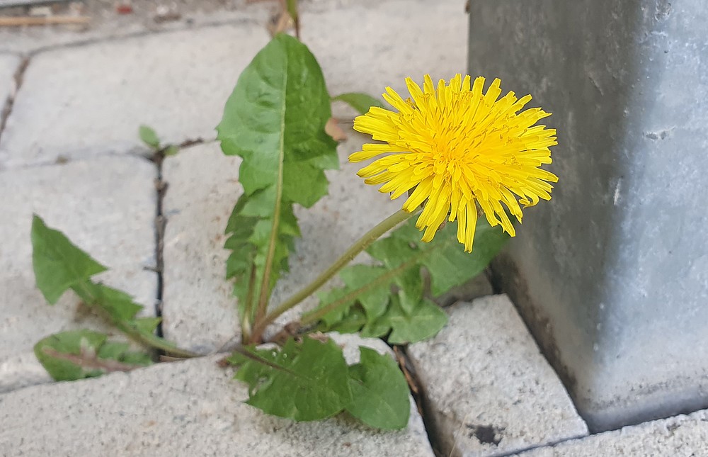 A lion grows out of a concrete floor.