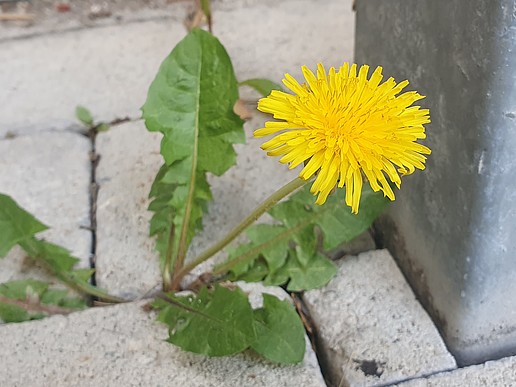 A lion grows out of a concrete floor.