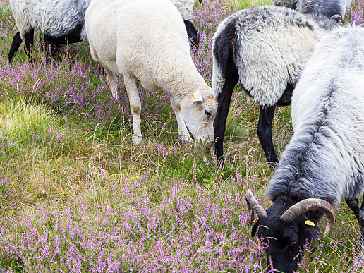 Moorland sheep nibbling grass in a pasture.