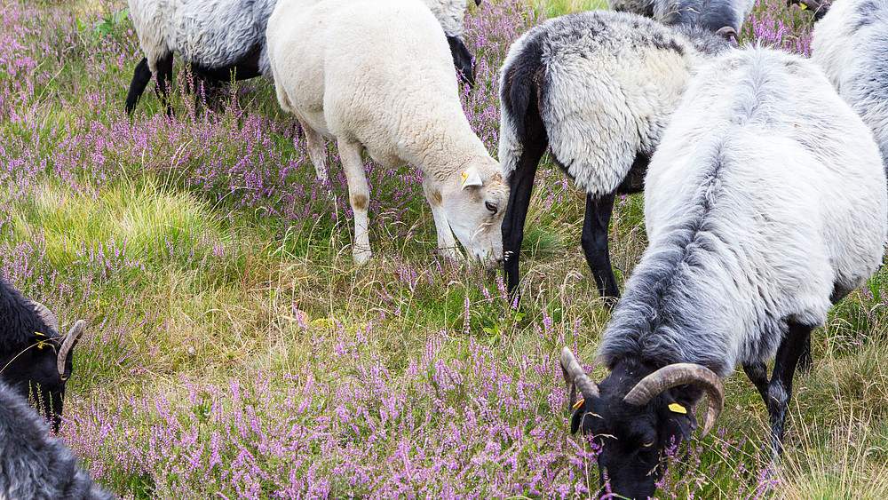 Moorland sheep nibbling grass in a pasture.