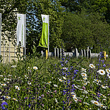 Im Vordergrund sieht man eine bunt blühende Insektenwiese während im Hintergrund drei Fahnen der HSZG stehen. 