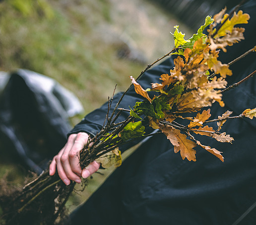 One hand holds an English oak seedling.