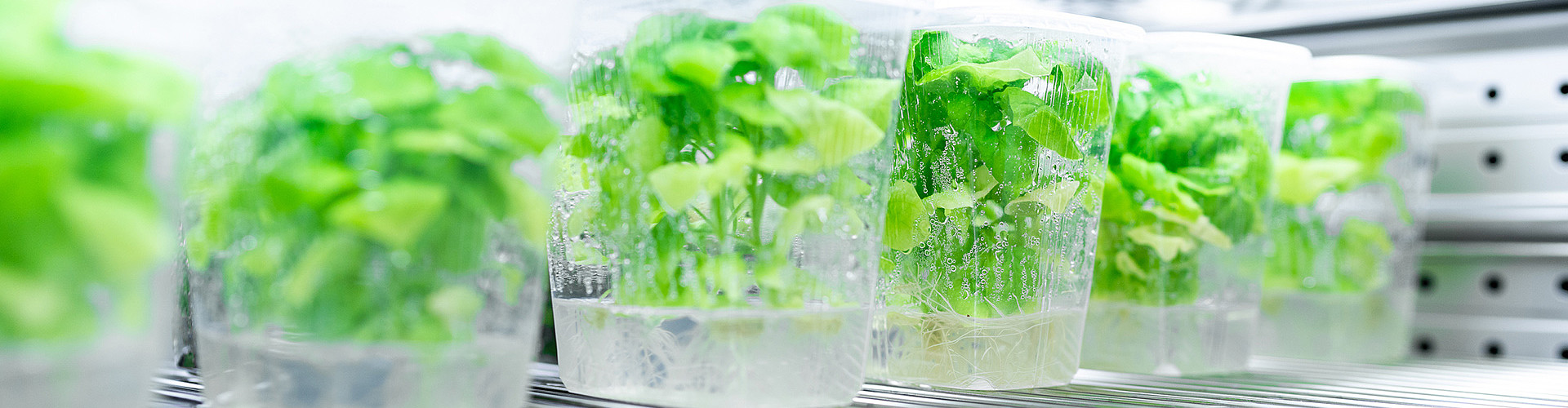 Master Biotechnologie & angewandte Ökologie: Pflanzen in Aufzuchtglas