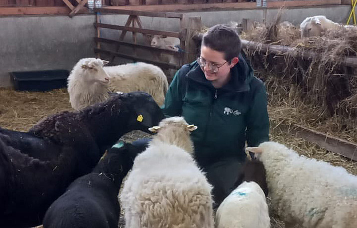 Anna squatting in the stable surrounded by moorland sheep.