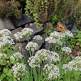 Bild zeigt Blumen auf denen ein Schmetterling sitzt. Im Hintergrund sieht man den Rand eines Beets aus Steinen, in denen ebenfalls Pflanzen wachsen.