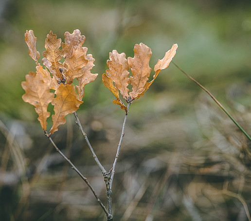A freshly planted English oak seedling